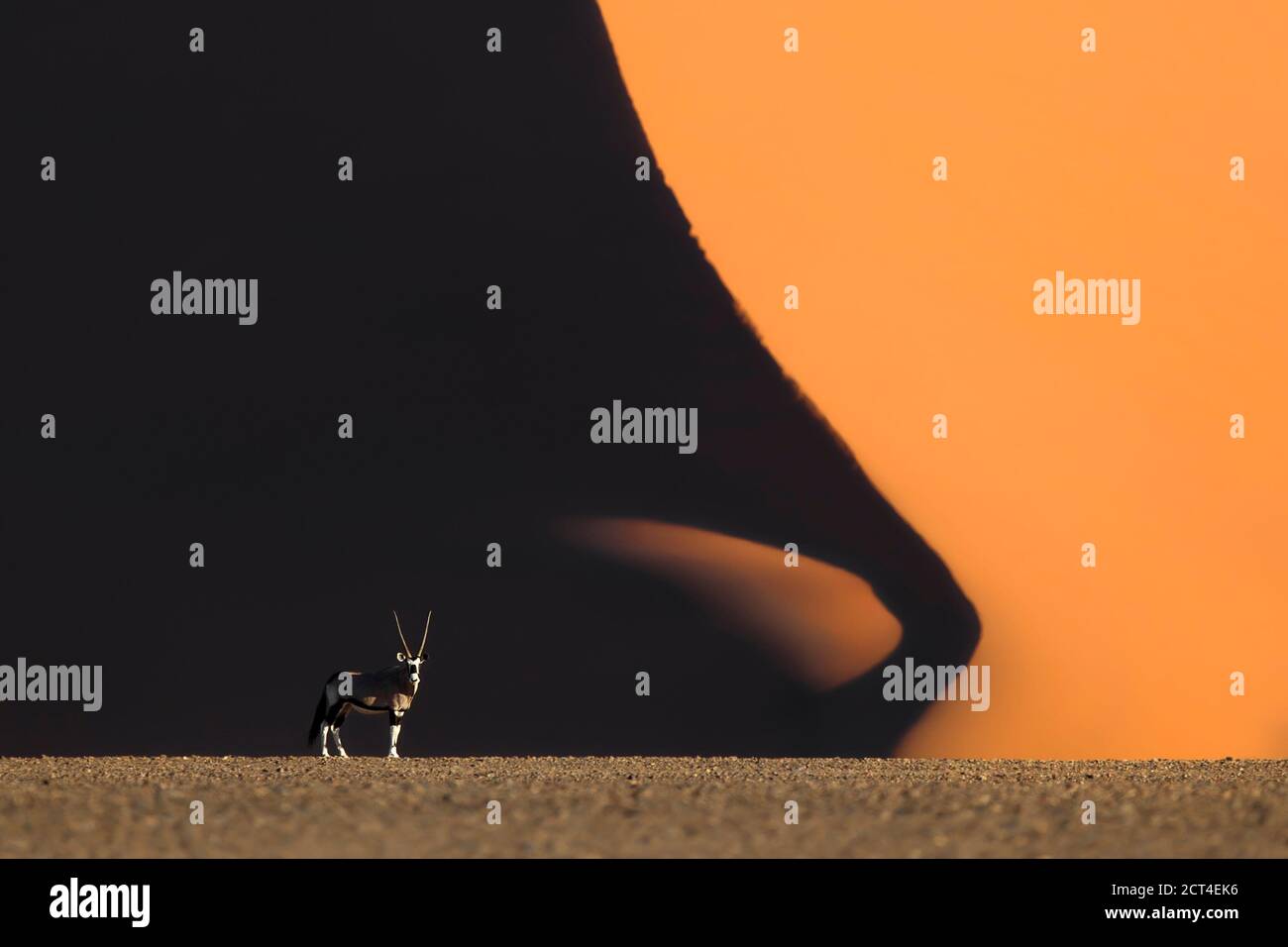 Ein Oryx oder Gemsbok in Sossusvlei, Namibia. Stockfoto