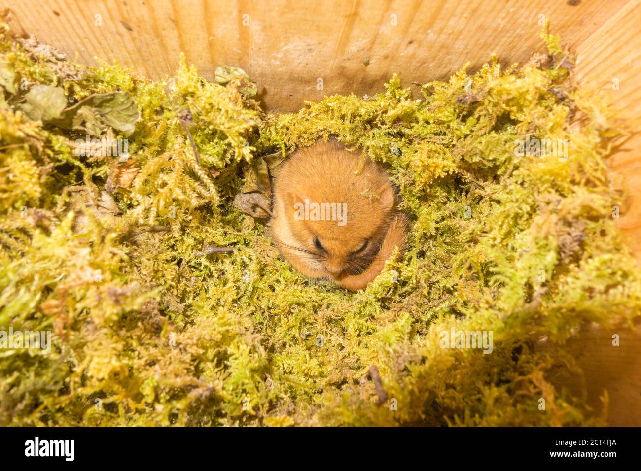 Weibliche Hazel Dormouse (Muscardinus avellanarius) im halbtorpiden Zustand. Herefordshire Großbritannien. Juli 2020 Stockfoto