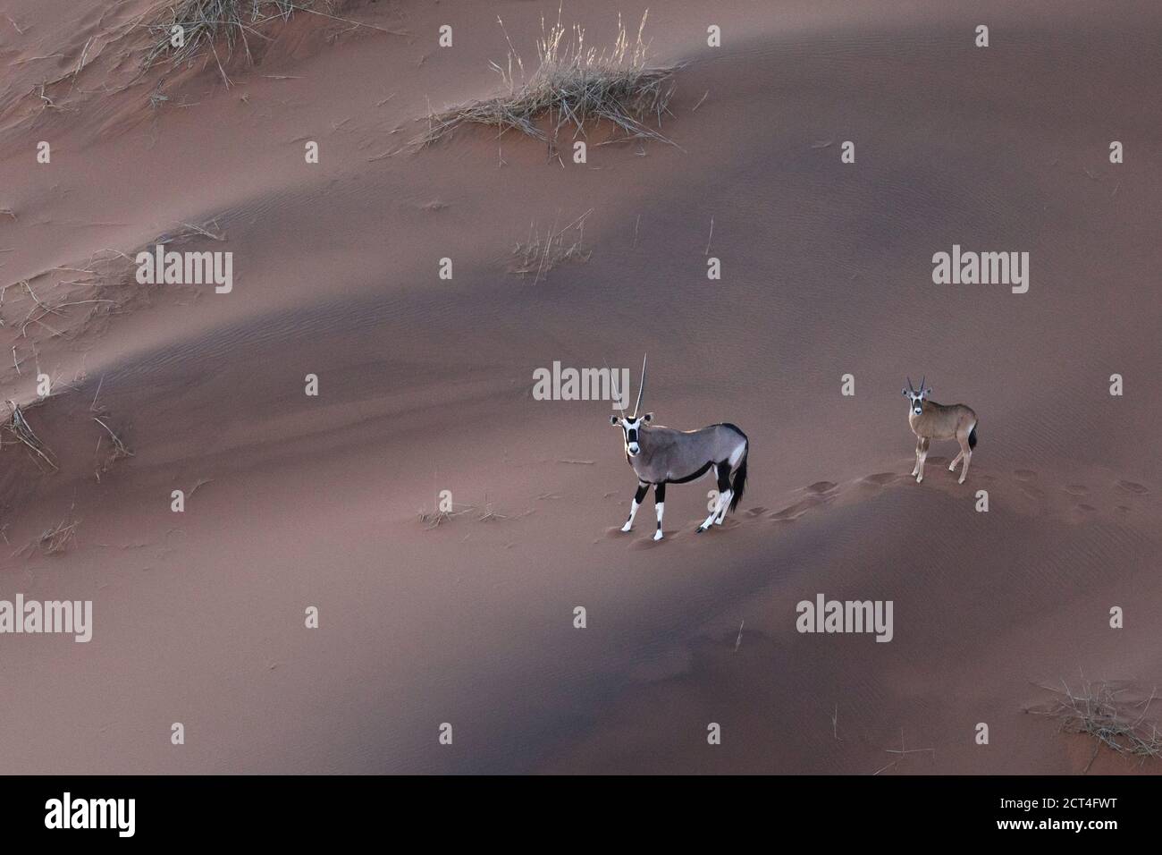 Zwei Oryx in den Sanddünen Namibias. Stockfoto