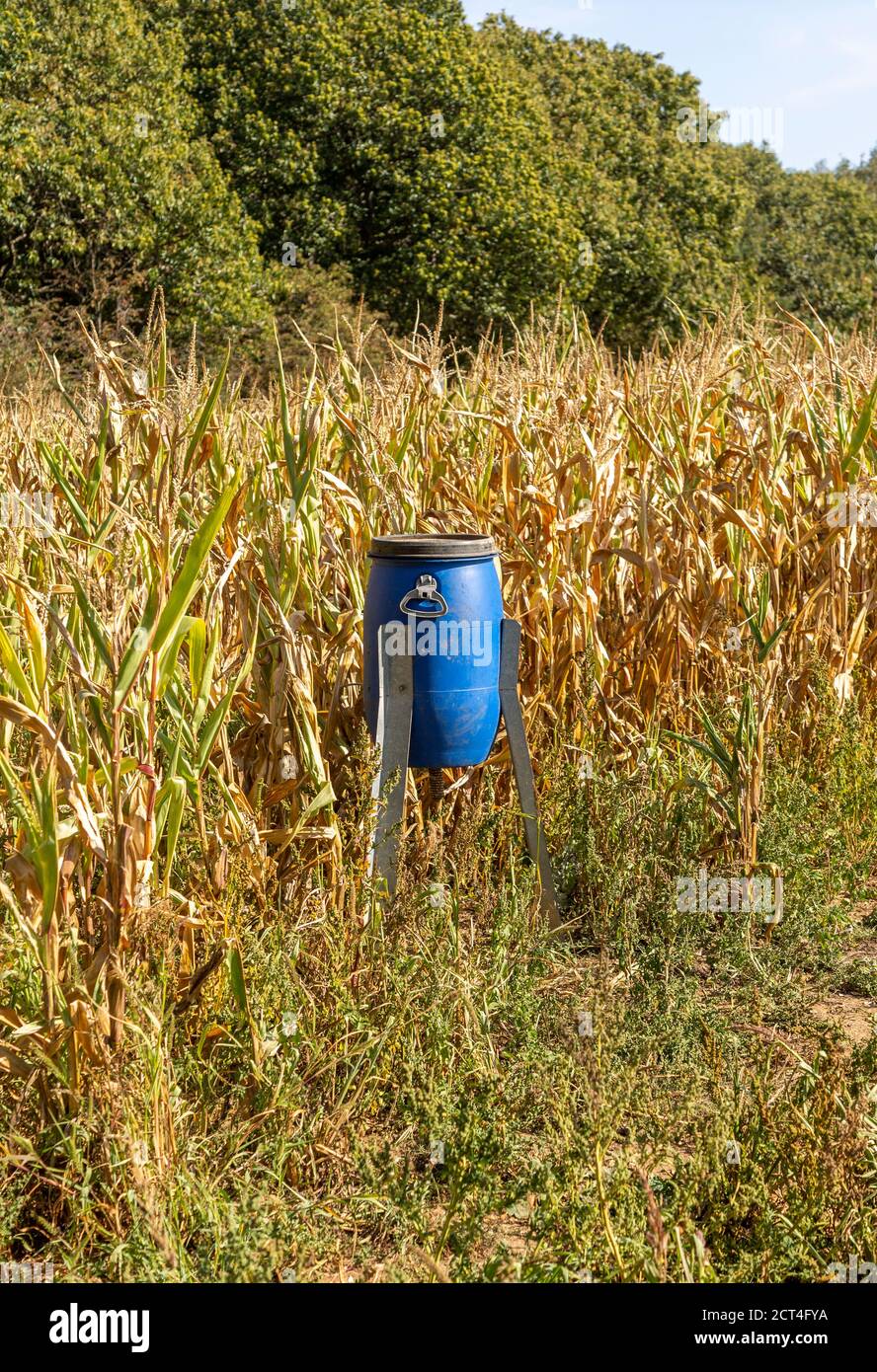 Blue Bird Feeder bin in süßen Mais Patch of Field für die Fütterung von Wildvögeln wie Fasane, Freston, Suffolk, England, Großbritannien Stockfoto