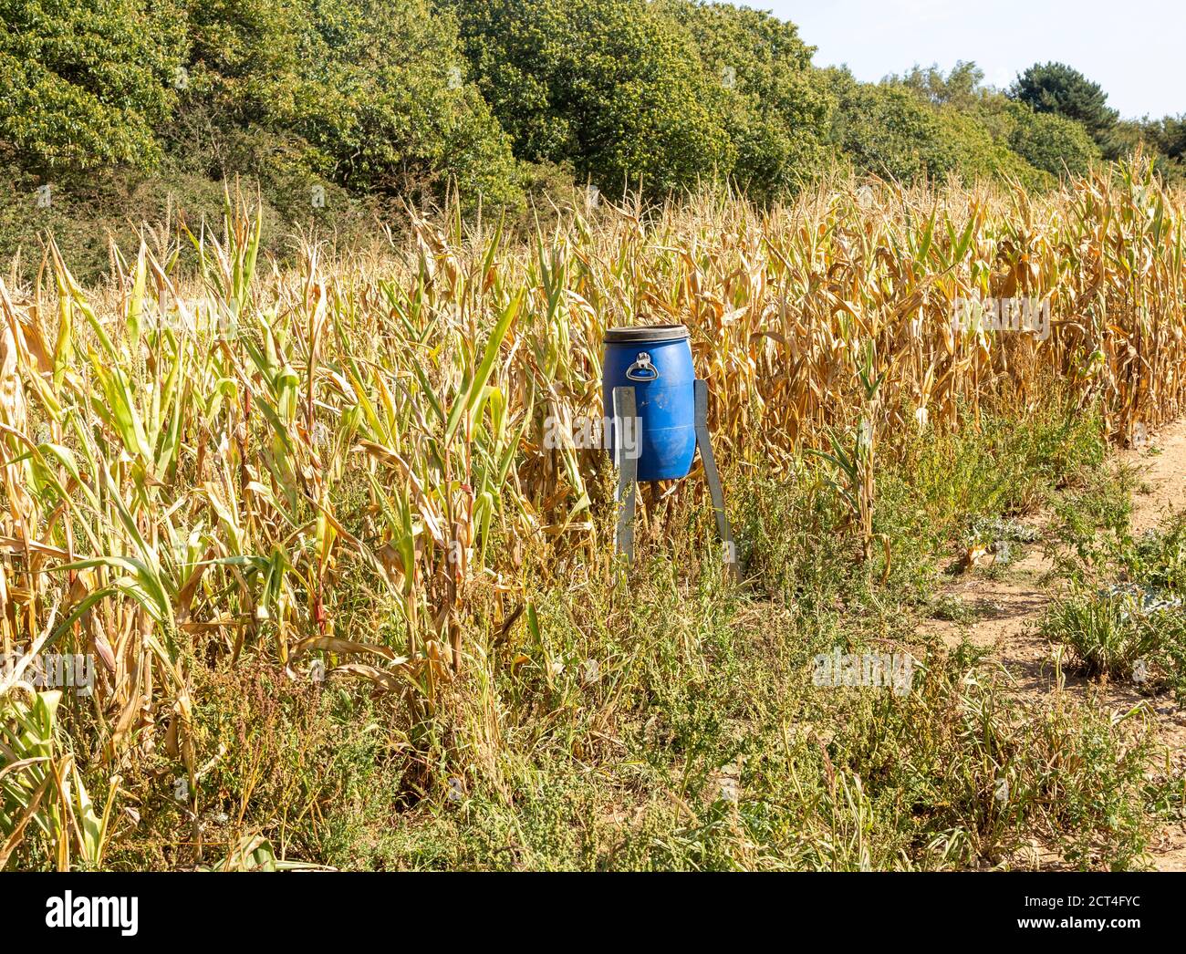 Blue Bird Feeder bin in süßen Mais Patch of Field für die Fütterung von Wildvögeln wie Fasane, Freston, Suffolk, England, Großbritannien Stockfoto