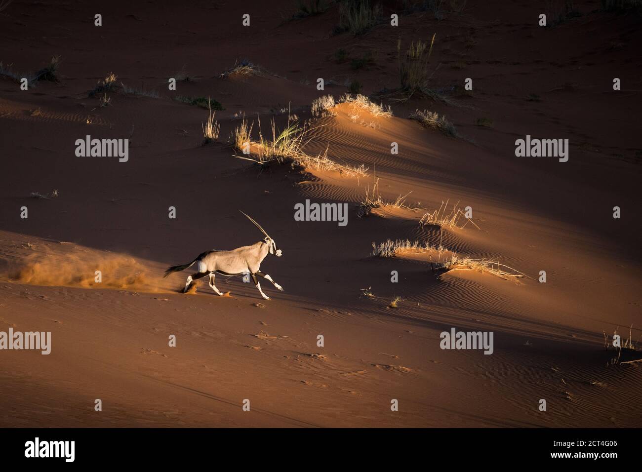 Ein Oryx oder Gemsbok in Sossusvlei, Namibia. Stockfoto