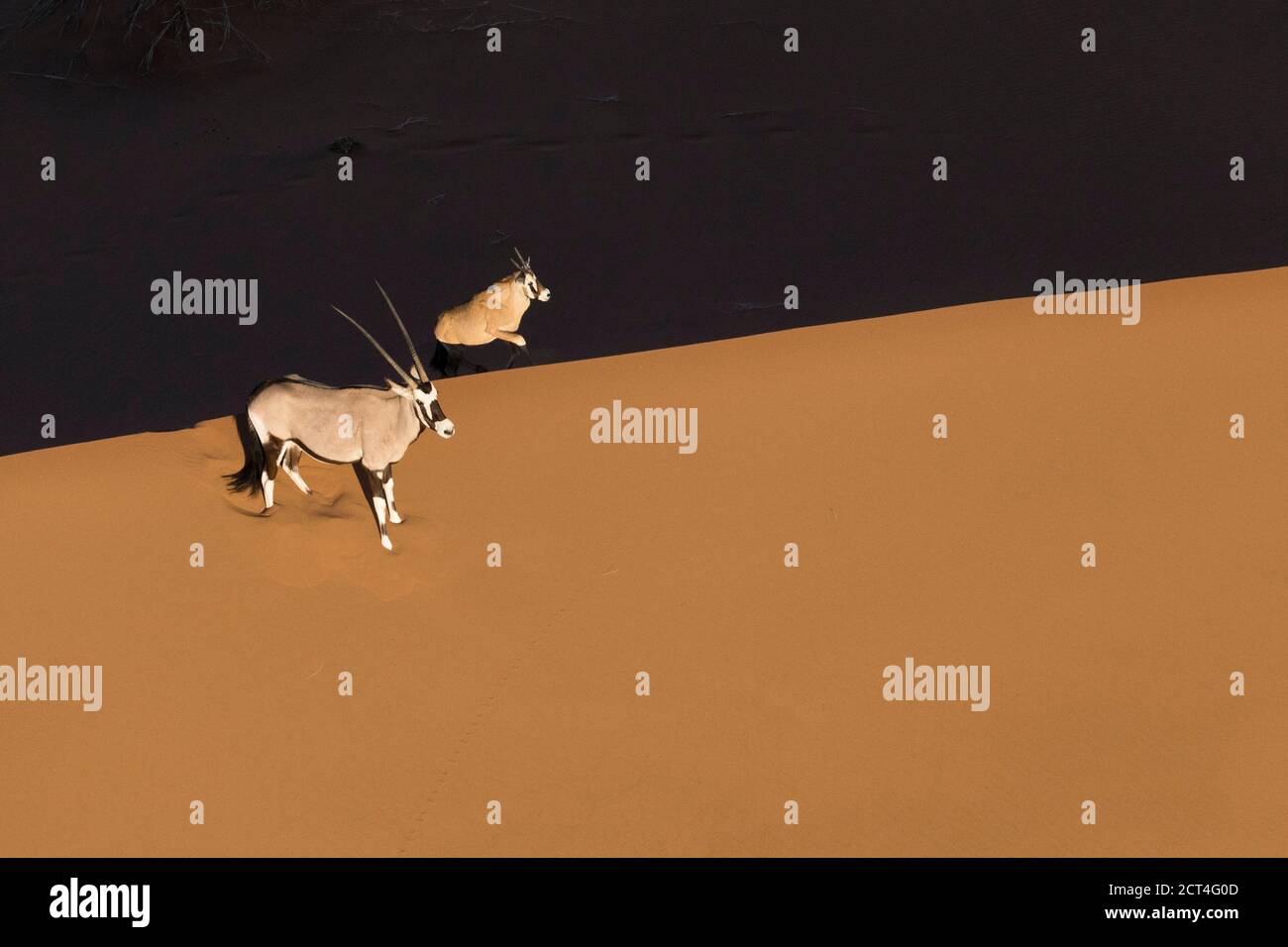 Zwei Oryx in den Sanddünen Namibias. Stockfoto