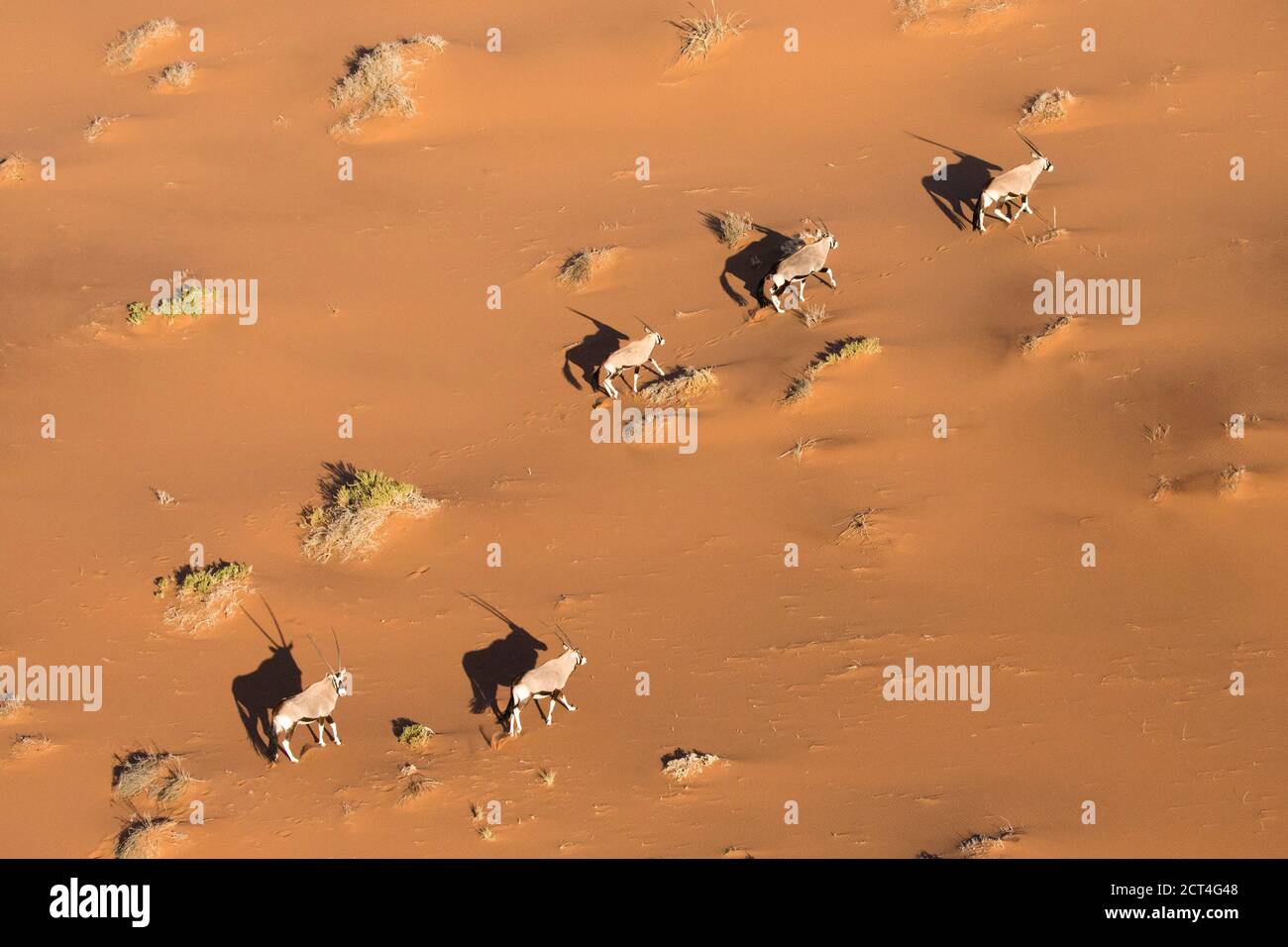 Eine Herde von Oryx oder Gemsbok in den roten Sanddünen Namibias gesehen. Stockfoto