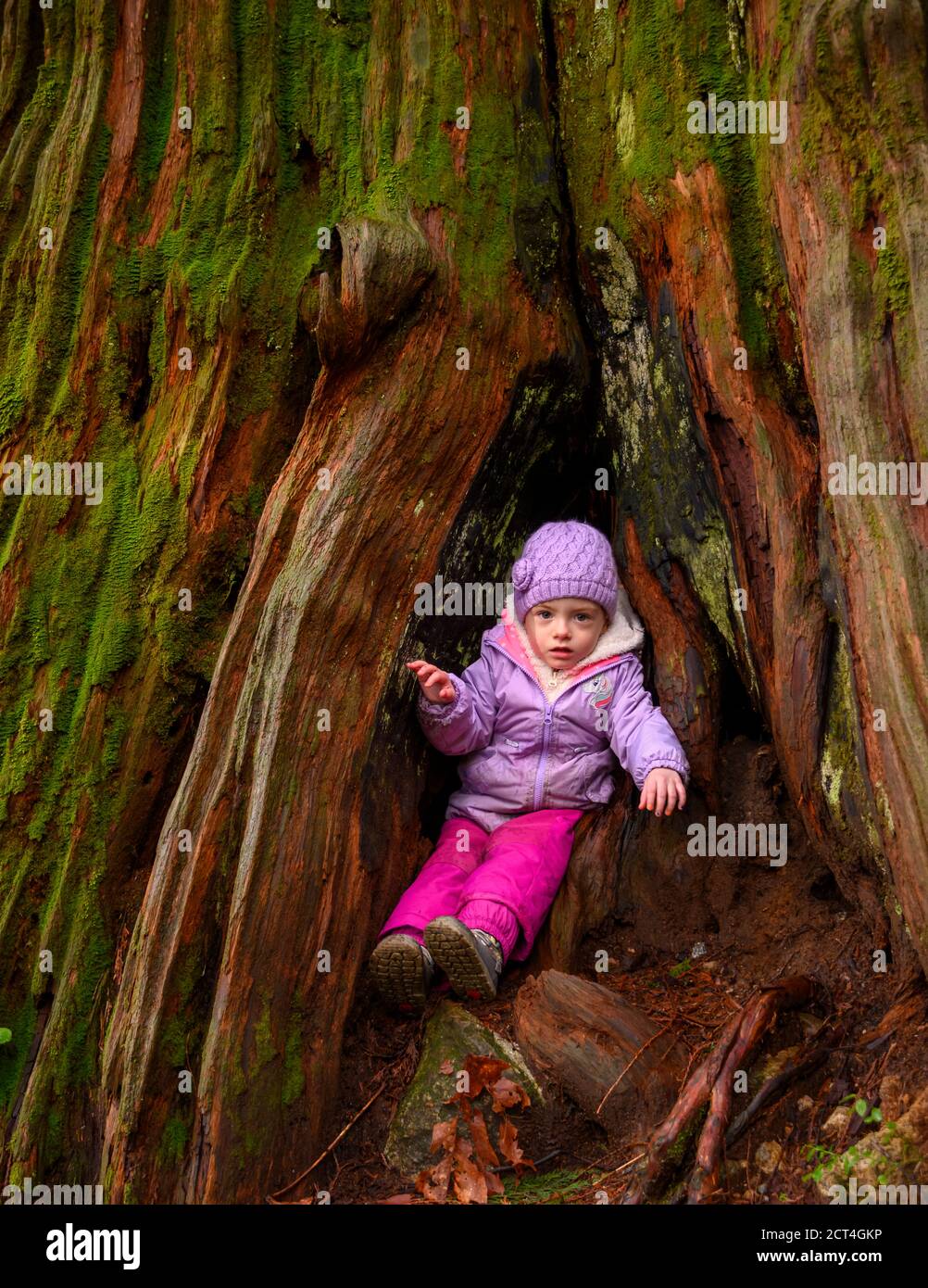 Ein 3 Jahre altes kleines Kleinkind Mädchen auf einem Spaziergang im Wald. Warme lila Jacke und Hut auf dem Kind.sowie, als rosa Hose. Sie als grüne Augen. Sie ist Hidin Stockfoto