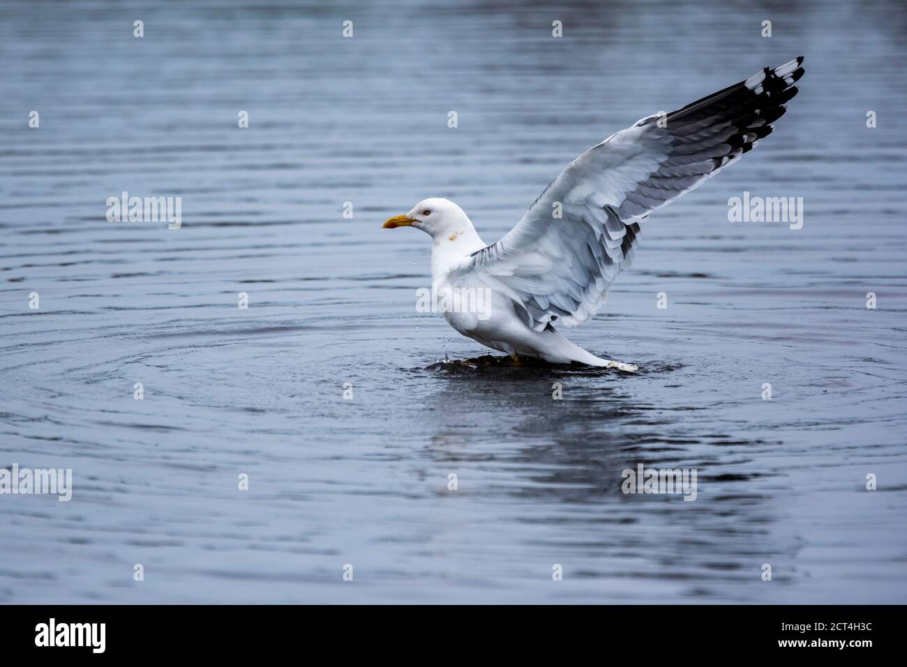 Seagull on Skomer Island, Pembrokeshire Coast National Park, Wales, Vereinigtes Königreich Stockfoto