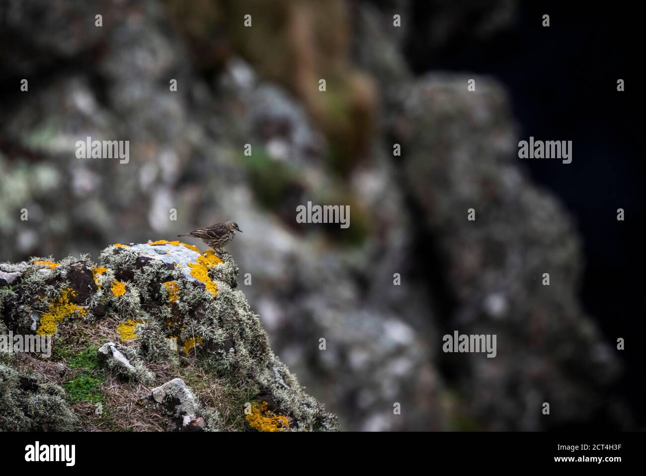 Skomer Island, Pembrokeshire Coast National Park, Wales, Vereinigtes Königreich Stockfoto