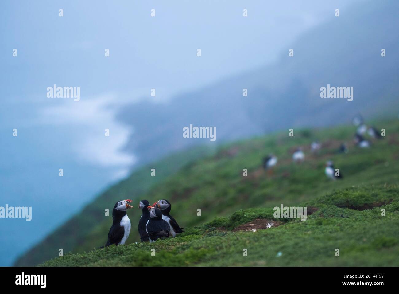 Papageientaucher im Wick, Skomer Island, Pembrokeshire Coast National Park, Wales, Vereinigtes Königreich, britischer Wildlife-Hintergrund mit Kopierraum Stockfoto