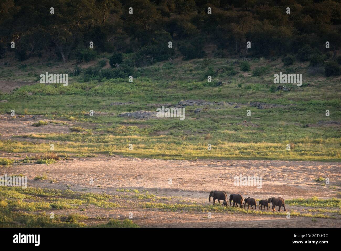 Elefanten überqueren einen Fluss im Krüger National Park, Südafrika. Stockfoto