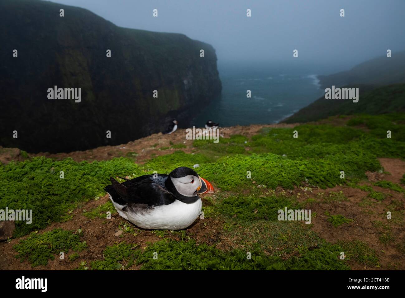 Puffin at the Wick, Skomer Island, Pembrokeshire Coast National Park, Wales, Vereinigtes Königreich Stockfoto