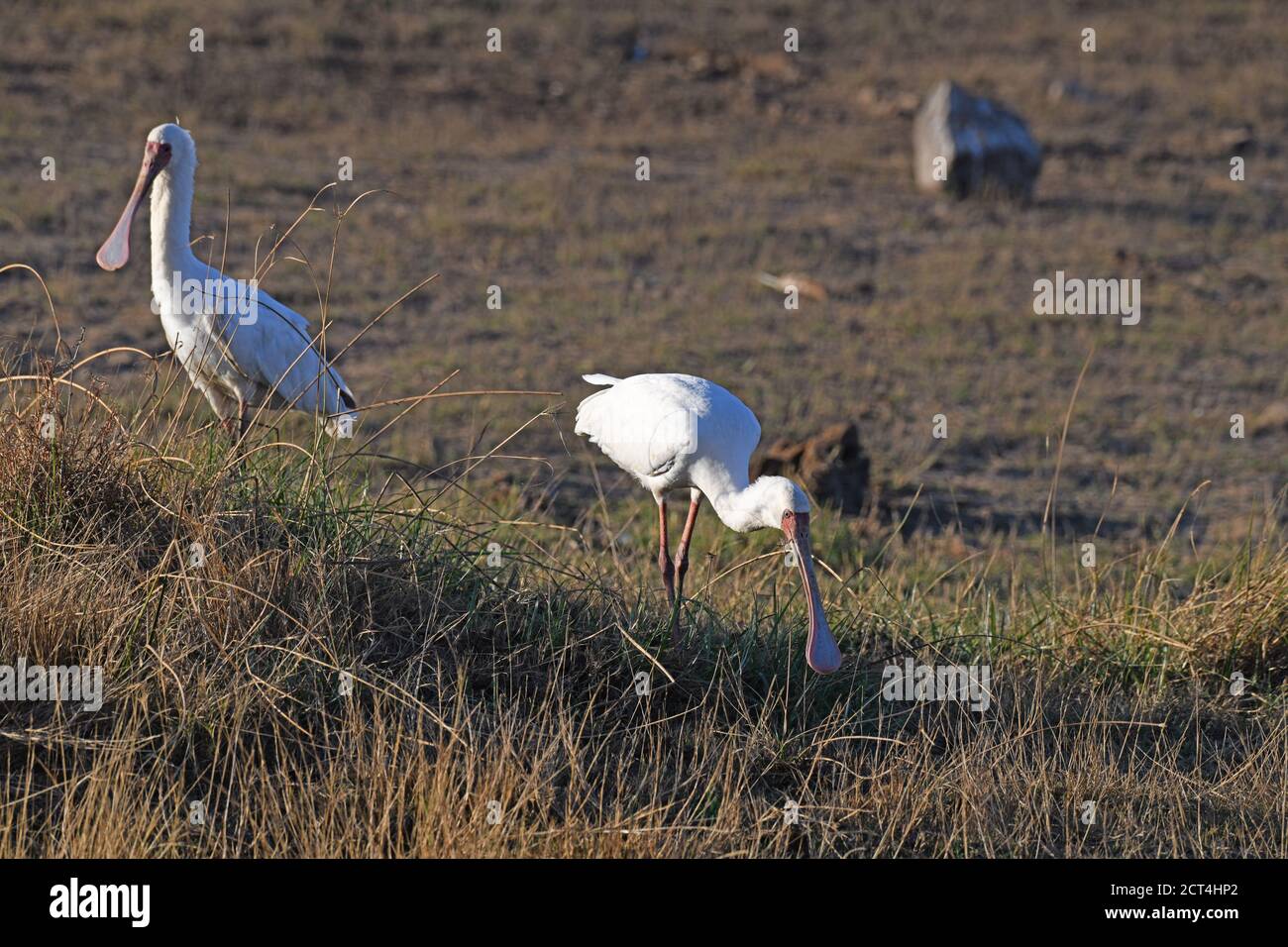 Afrikanischer Löffelvogel im Pilanesberg National Park, Südafrika Stockfoto