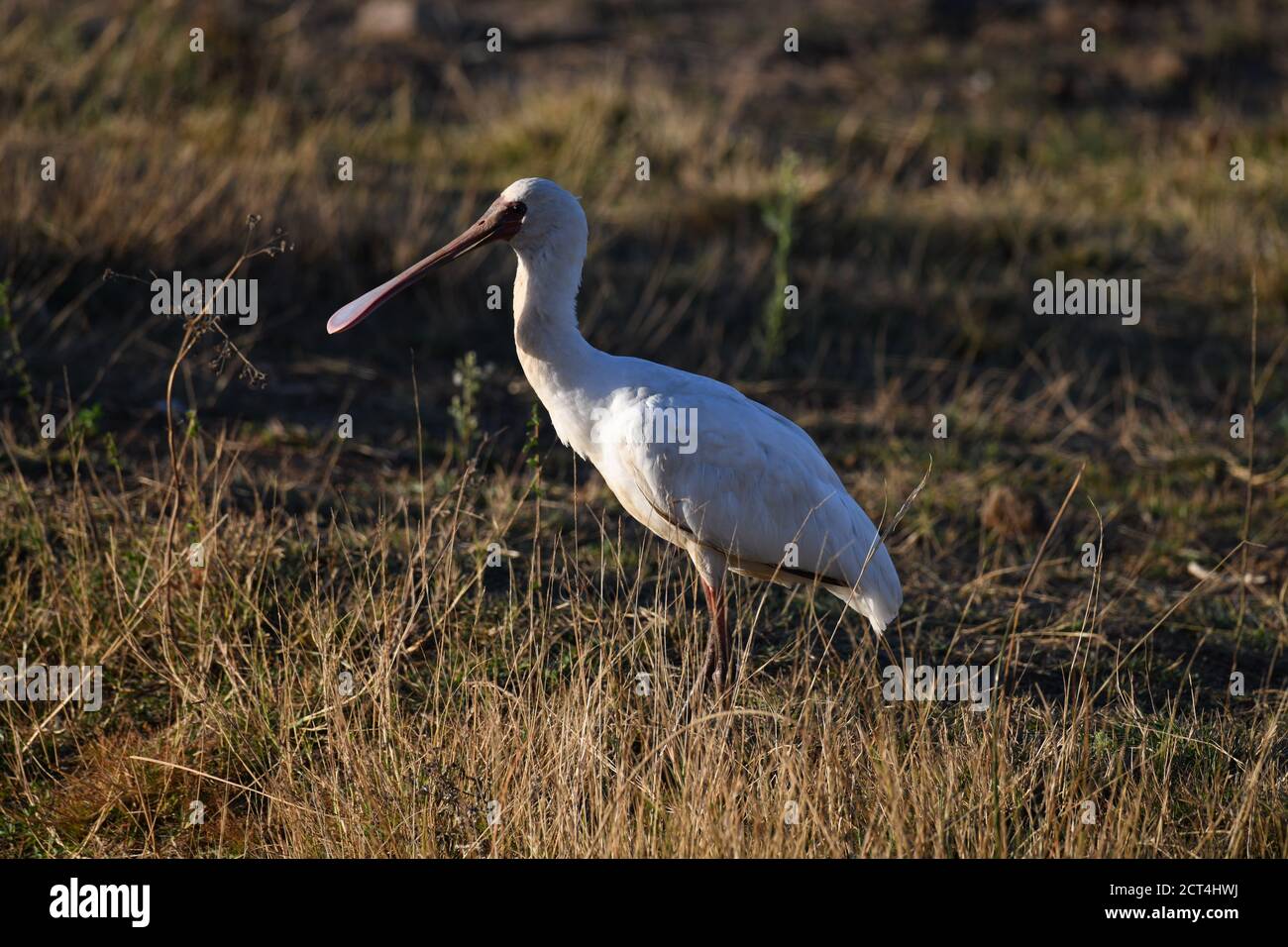 Afrikanischer Löffelvogel im Pilanesberg National Park, Südafrika Stockfoto