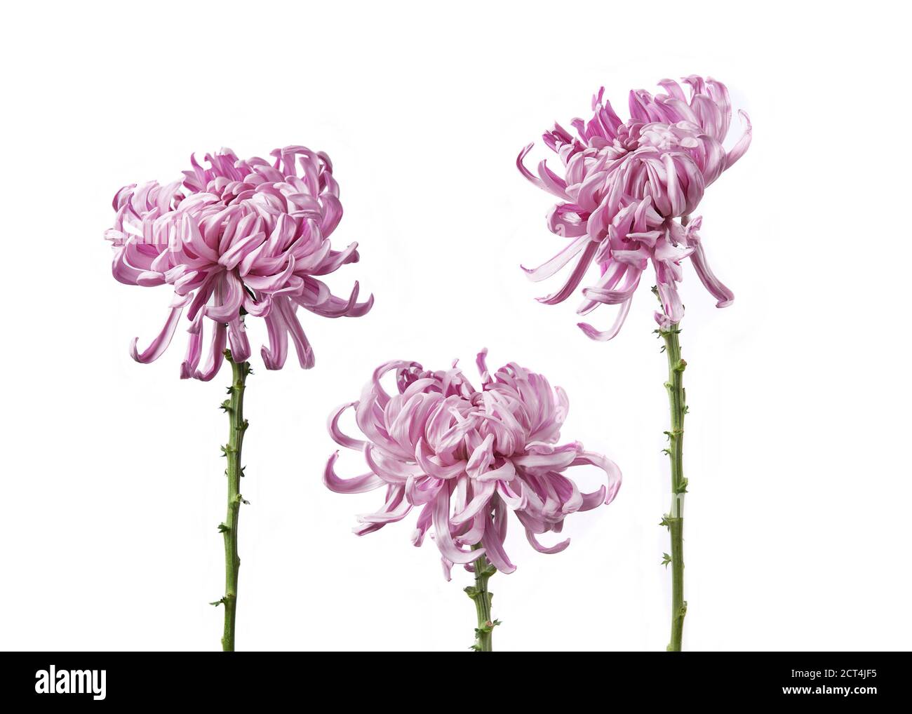 Chrysantheme grandiflorum Wien rosa isoliert auf weißem Hintergrund. Stockfoto