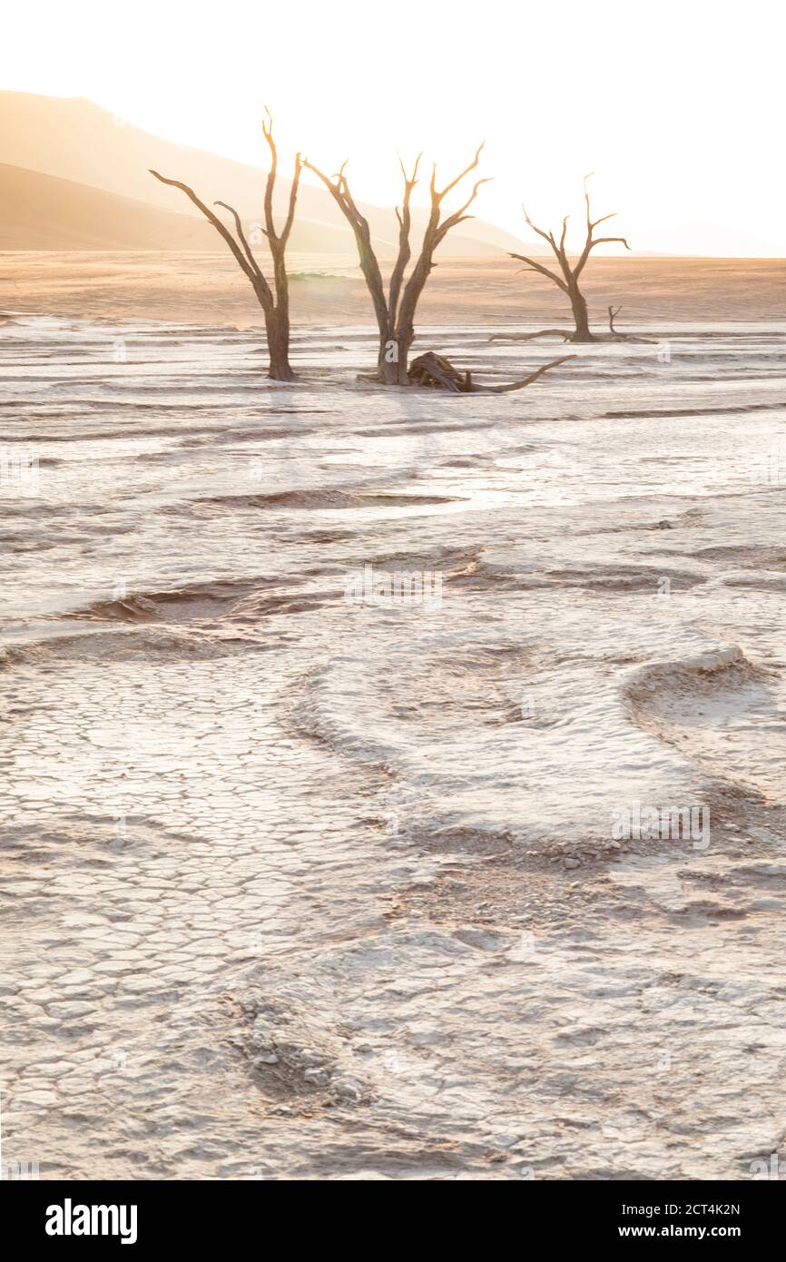 High Key Bild von toten Bäumen in der berühmten Touristenattraktion von Deadvlei, Namibia. Stockfoto