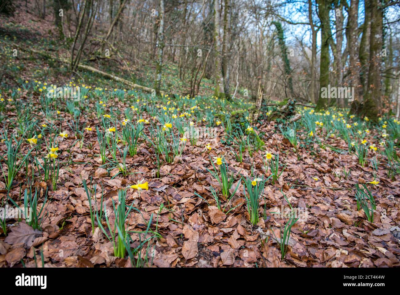 Berühmte frühe Frühling Wild Daffodils in Dunsford Wood, Devon, Großbritannien Stockfoto