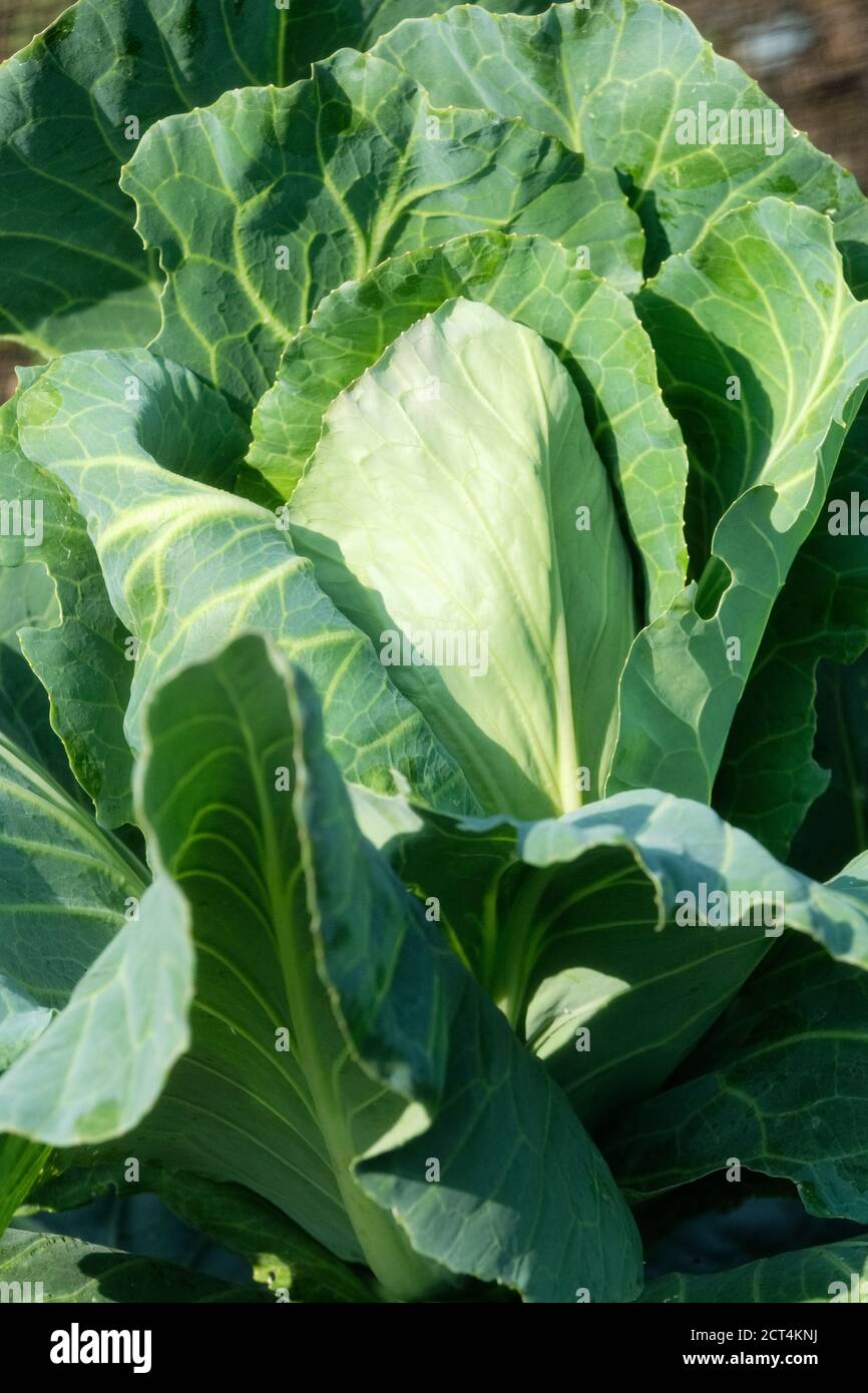 Kohl Greyhound. Brassica oleracea var. capitata wächst Stockfoto