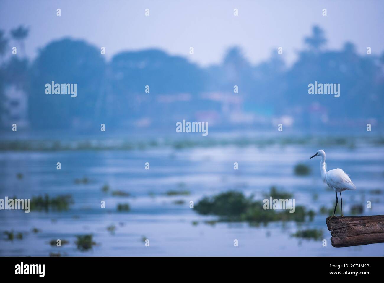 Reiher auf den traditionellen chinesischen Fischernetzen in der Morgendämmerung, Fort Kochi (Cochin), Kerala, Indien Stockfoto