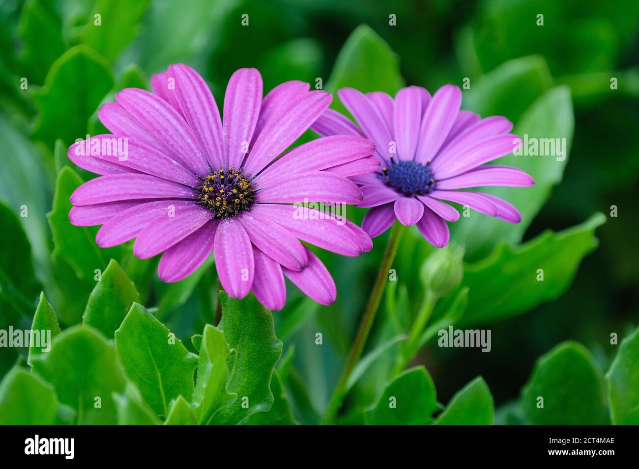 Reiche dunkelrosa Gänseblümchen von Osteospermum 'Nairobi Purple'. Afrikanische Gänseblümchen 'Nairobi Purple'. Tresco Purple Stockfoto