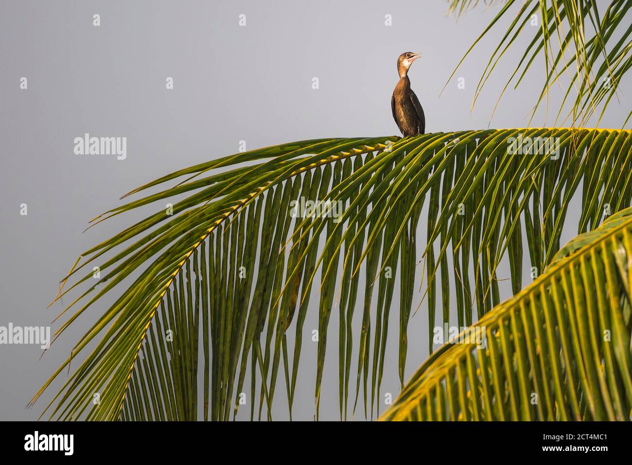 Vogel im Backwaters bei Alleppey, Alappuzha, Kerala, Indien Stockfoto
