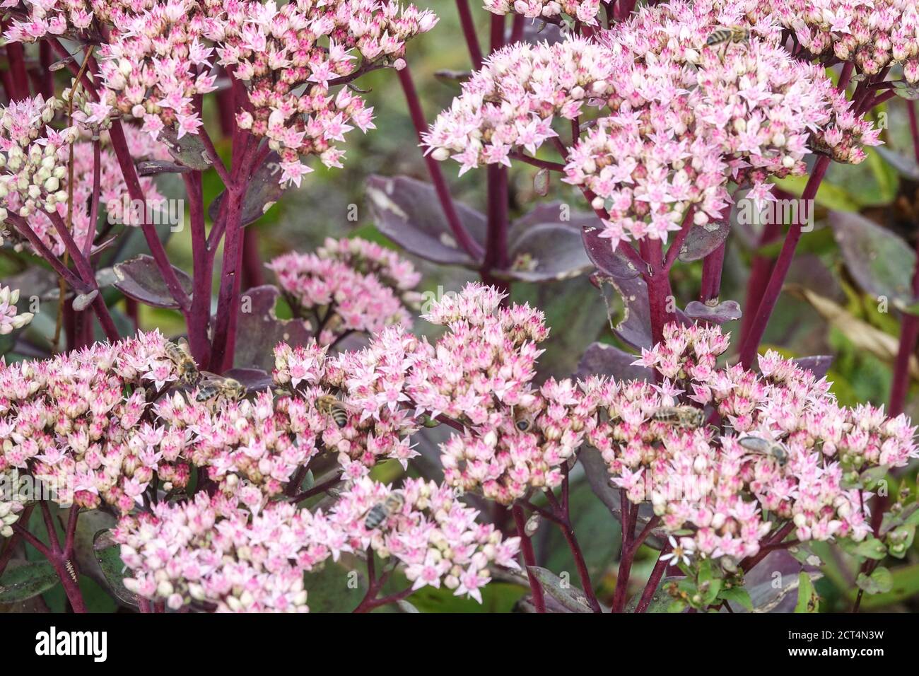 Stonecrop Hylotephium Matrona Sedum Matrona Kräutergarten Blumen Stockfoto