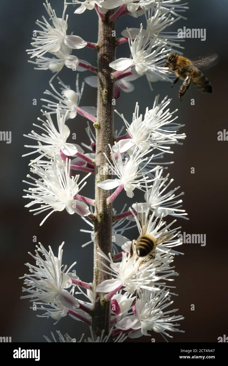 Bee on Bugbane Actaea simplex Stockfoto