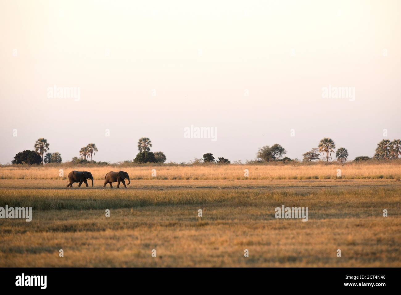 Zwei Elefanten wandern über die offenen Ebenen im Okavango Delta, Botswana. Stockfoto