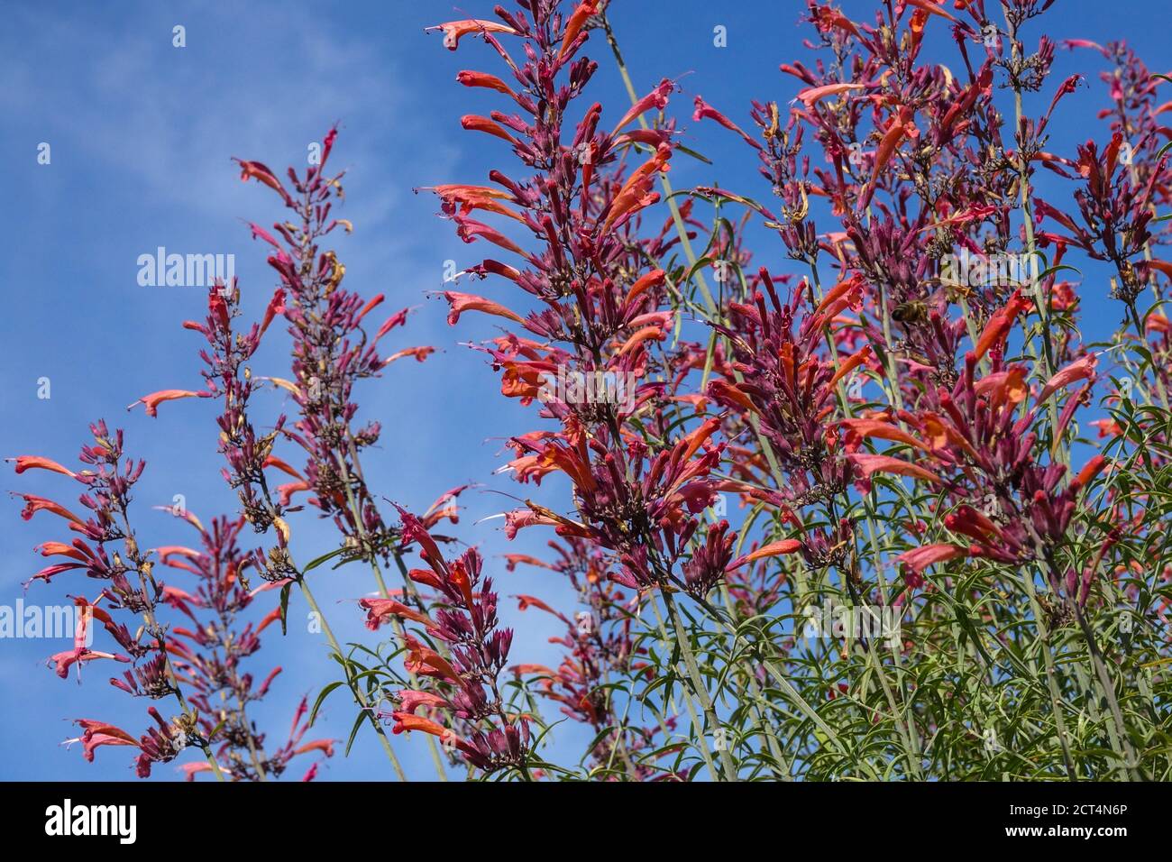 Agastache rupestris Riesenhyssop Sunset Lakritze Mint Anis Hyssop Stockfoto