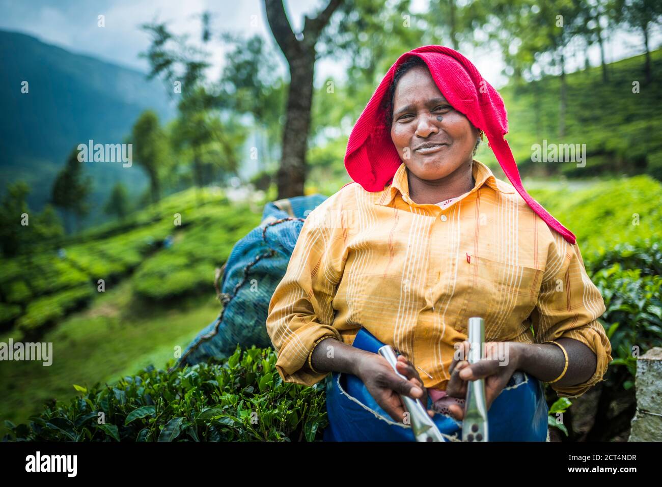 Teepicker pflücken Teeblätter in Teeplantagen in der Berglandschaft bei Munnar, Western Ghats Mountains, Kerala, Indien Stockfoto