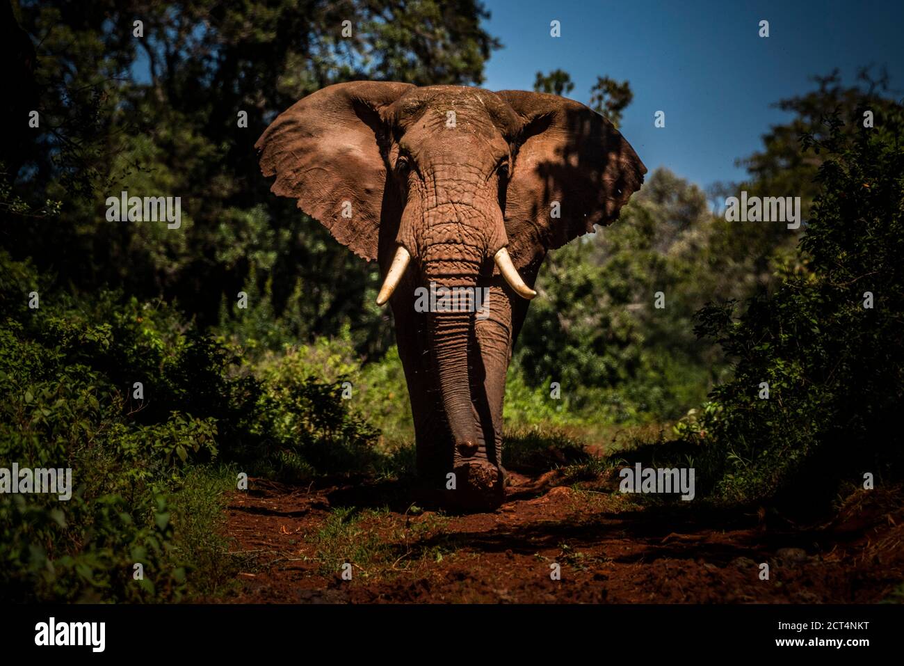 Porträt eines großen afrikanischen Elefanten (Loxodonta africana) auf einer Safari in Afrika im Aberdare National Park, Kenia Stockfoto