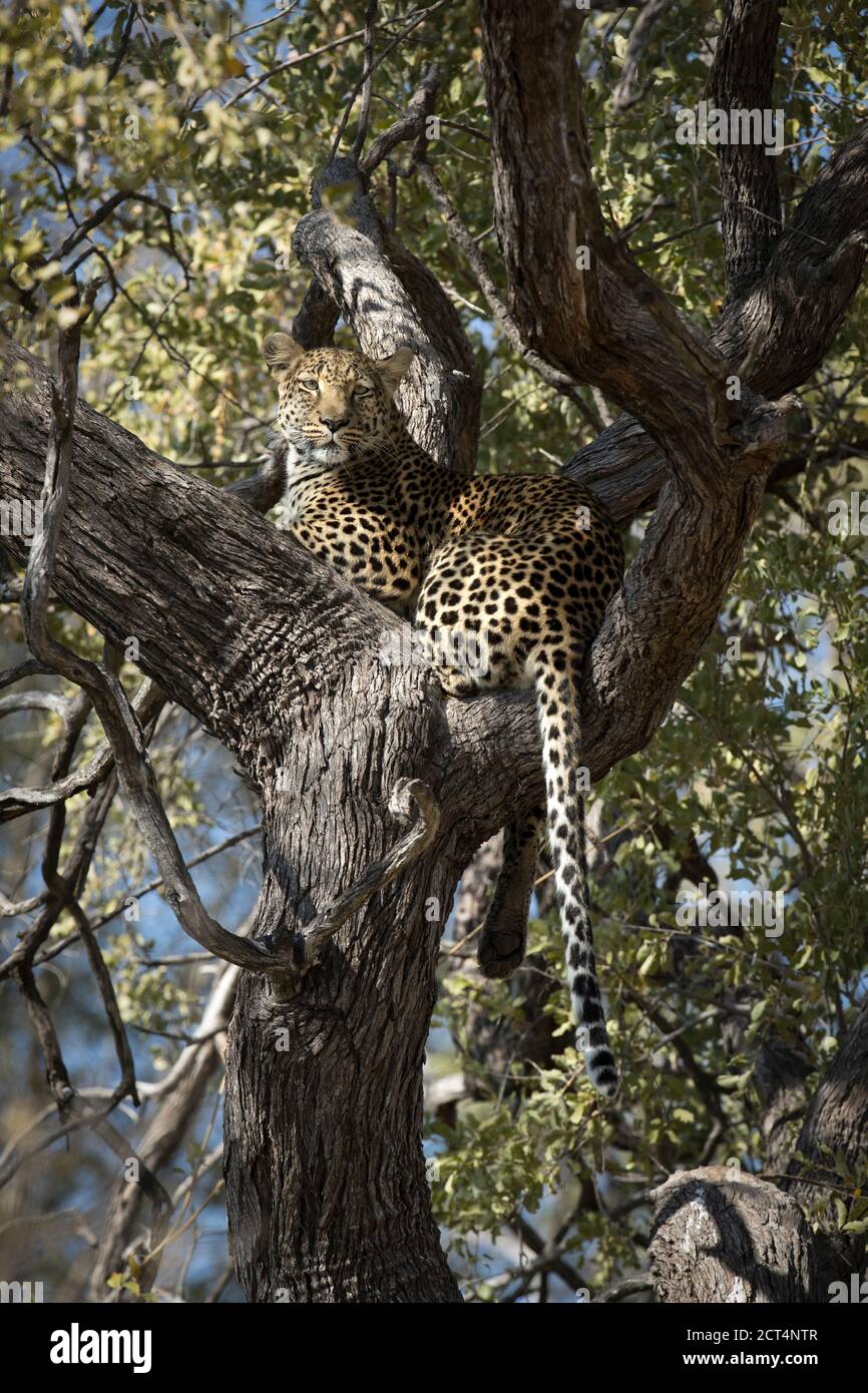Eine Leopardin patrouilliert ihr Territorium im Chobe National Park, Kasane, Botswana. Stockfoto