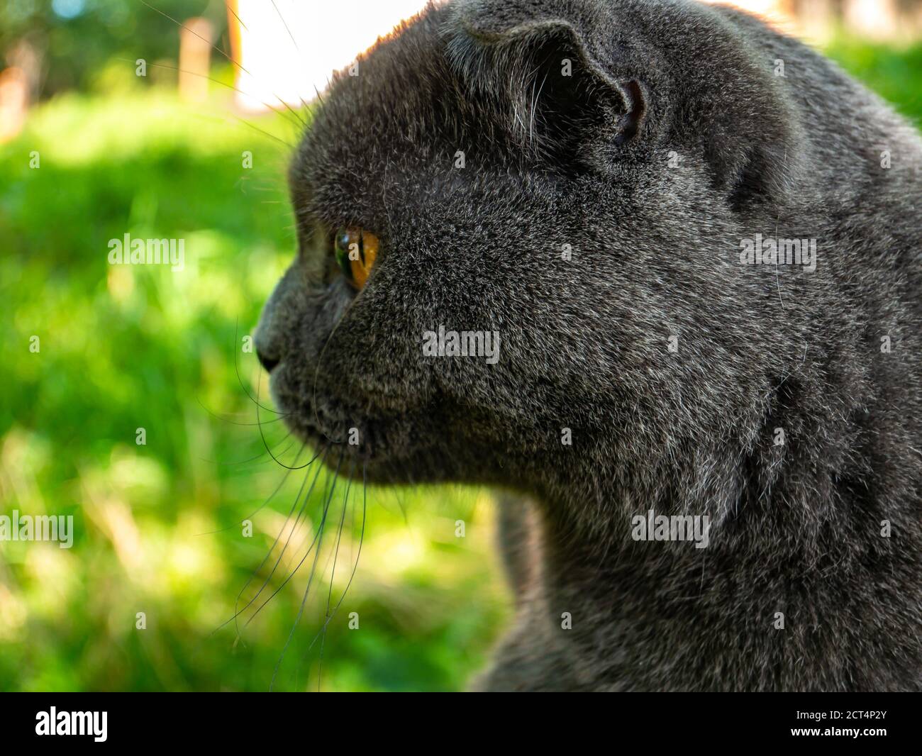 Porträt einer schottischen Faltenkatze mit orangen Augen. Grauer Schottischer Falz. Britische Katzenrasse. Kätzchen mit braunen Augen. Haustiere. Raubtiere der Kätzchen-Familie. Stockfoto