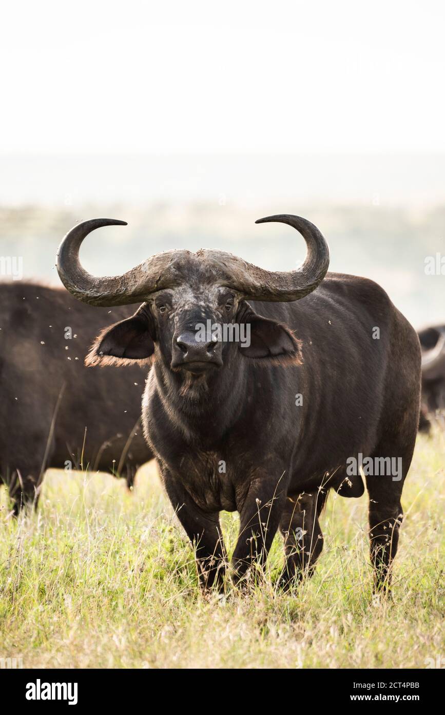 African Buffalo (Syncerus Caffer aka Cape Buffalo) auf der El Karama Ranch, Laikipia County, Kenia Stockfoto
