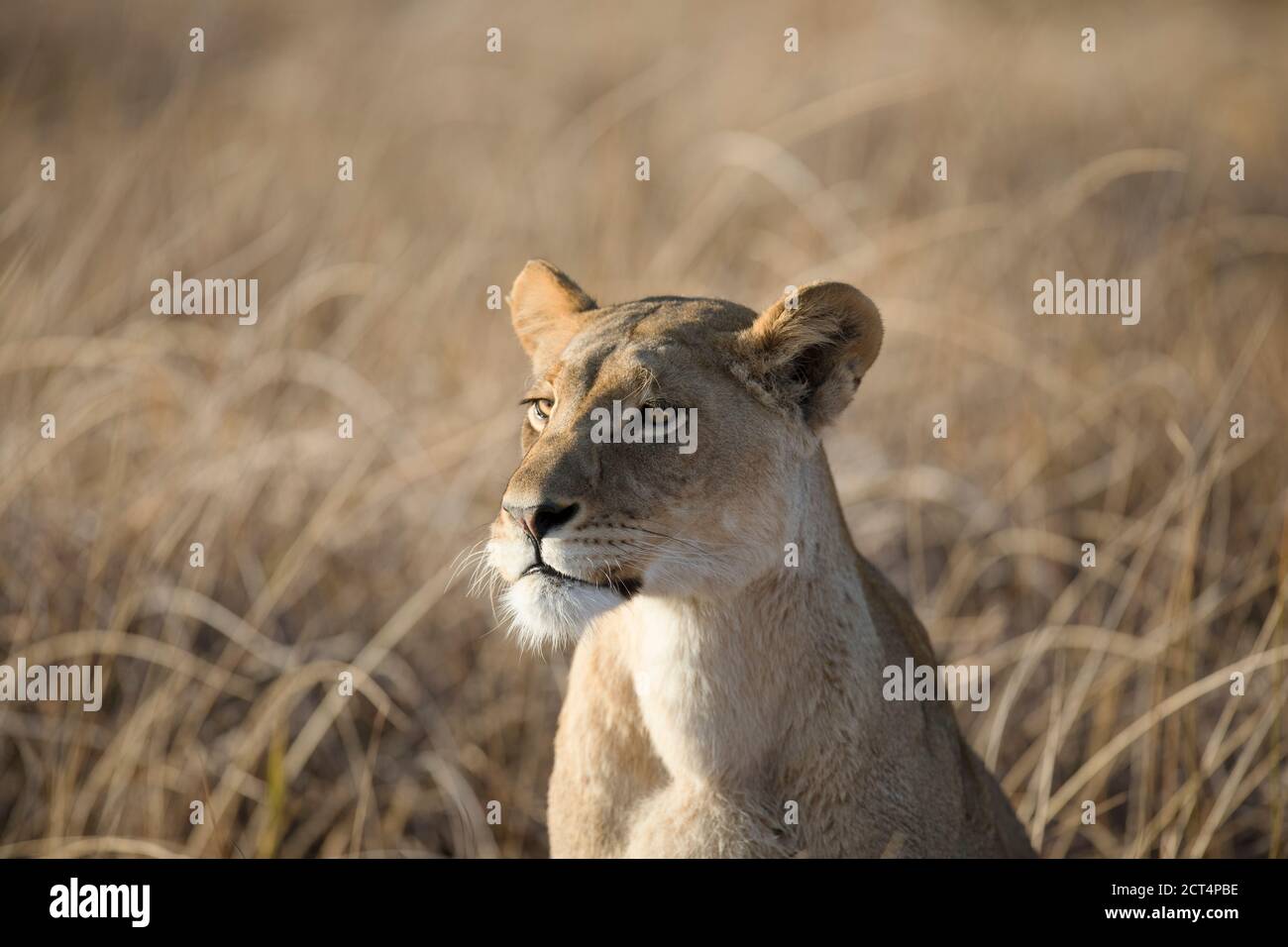 Im Chobe National Park, Botswana, plündert eine Löwin im langen Gras. Stockfoto