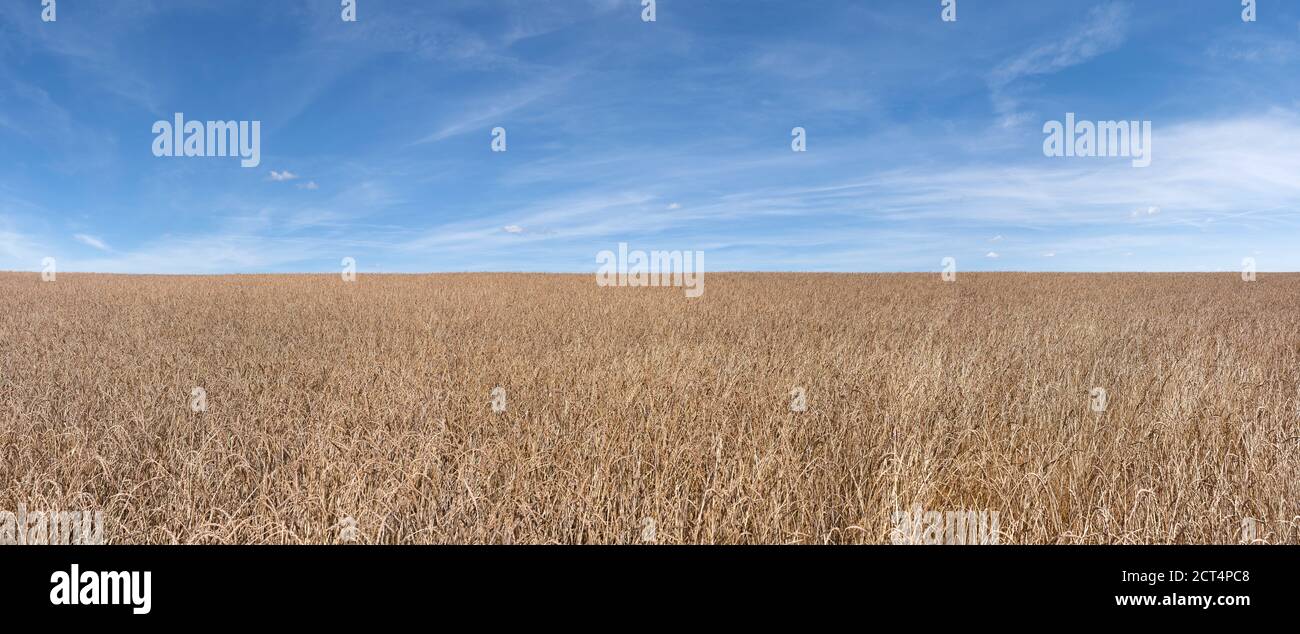 Dinkelfeld-Panorama vor einem malerischen blauen Himmel Stockfoto