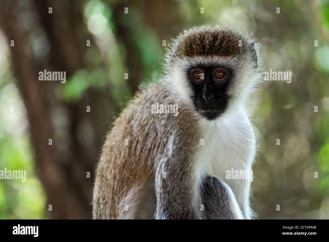 Vervet Monkey (Chlorocebus pygerythrus) auf der El Karama Ranch, Laikipia County, Kenia Stockfoto