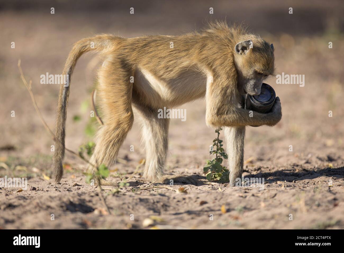 Ein Baboon findet ein Kameraobjektiv am Ufer des Chobe River. Stockfoto