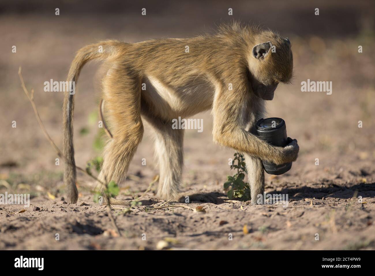 Ein Baboon findet ein Kameraobjektiv am Ufer des Chobe River. Stockfoto