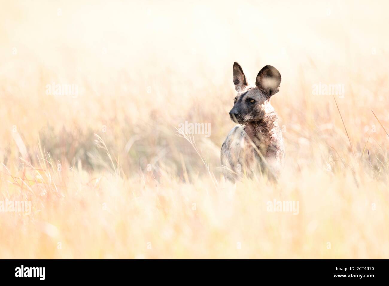 Ein afrikanischer Wildhund im langen Gras Stockfoto