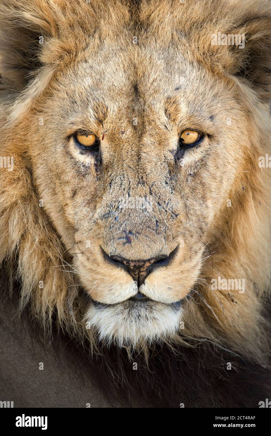 Nahaufnahme eines dominanten männlichen Löwen in Khwai, Botswana. Stockfoto