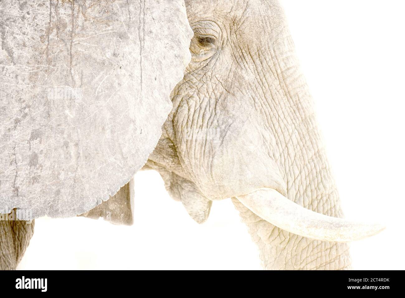 Nahaufnahme von Details eines afrikanischen Elefanten. Stockfoto