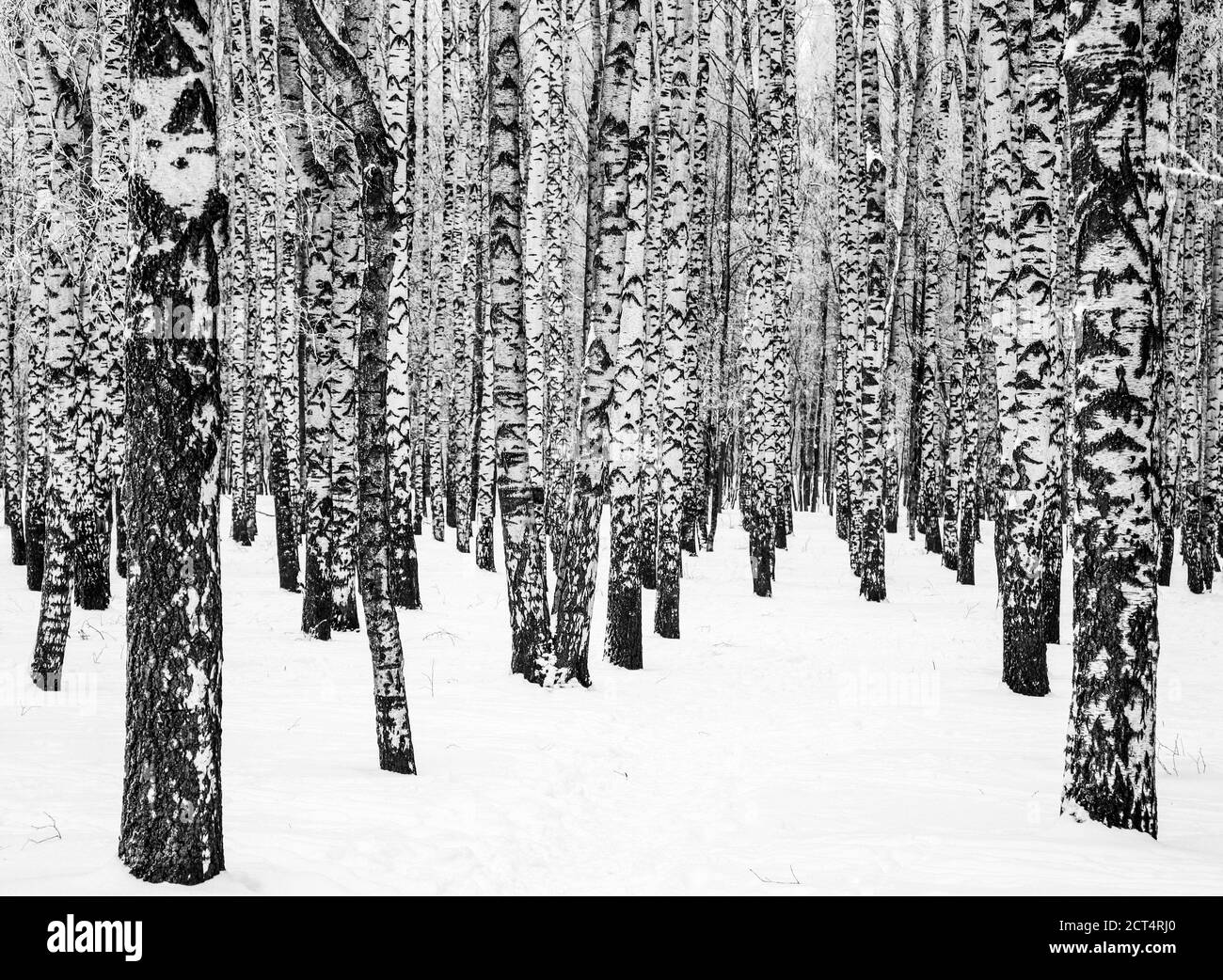 Stämme von Winterbirken mit Ästen bedeckt mit Raureif schwarz Und weiß Stockfoto