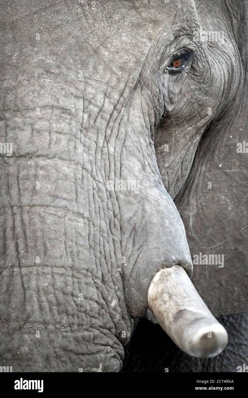 Nahaufnahme von Details eines afrikanischen Elefanten. Stockfoto