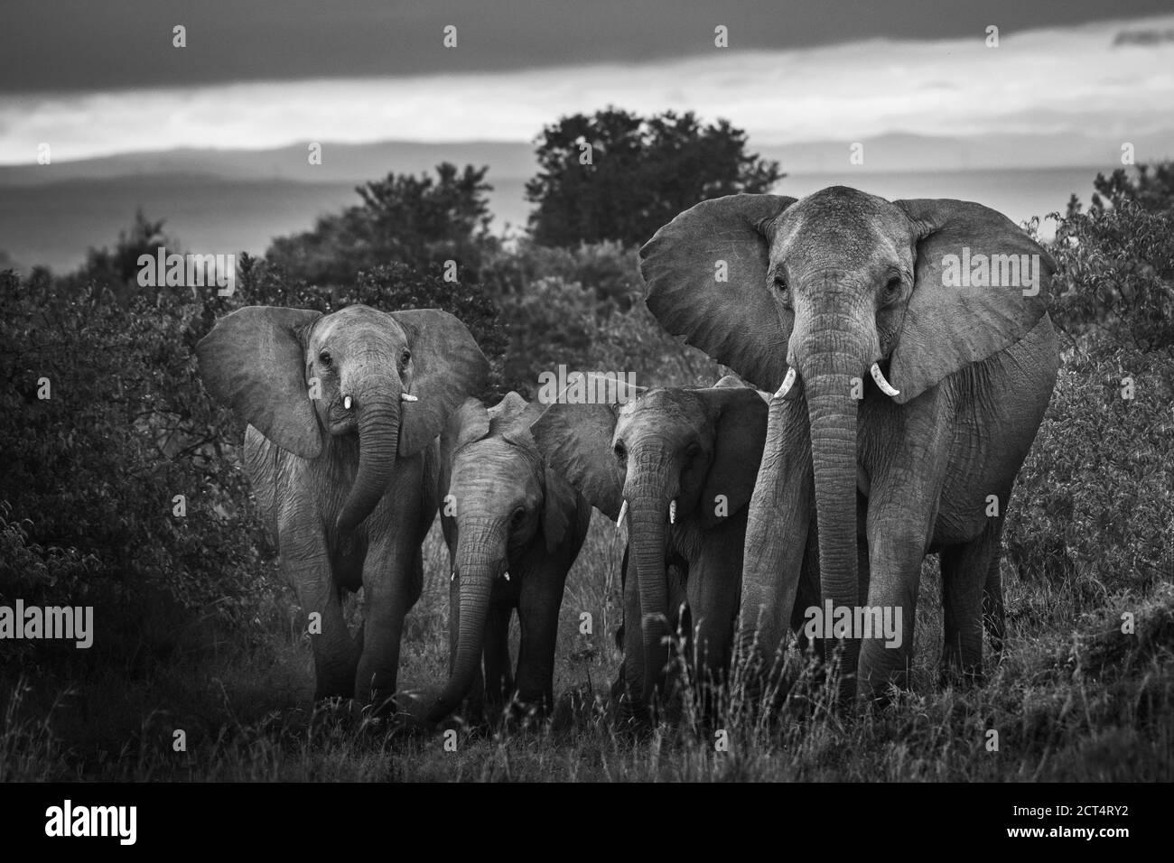 Herde des afrikanischen Elefanten (Loxodonta africana) auf der Sosian Ranch, Laikipia County, Kenia Stockfoto