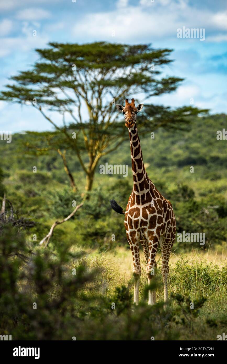 Netzgiraffe (Giraffa camelopardalis reticulata) auf der Sosian Ranch, Laikipia County, Kenia Stockfoto