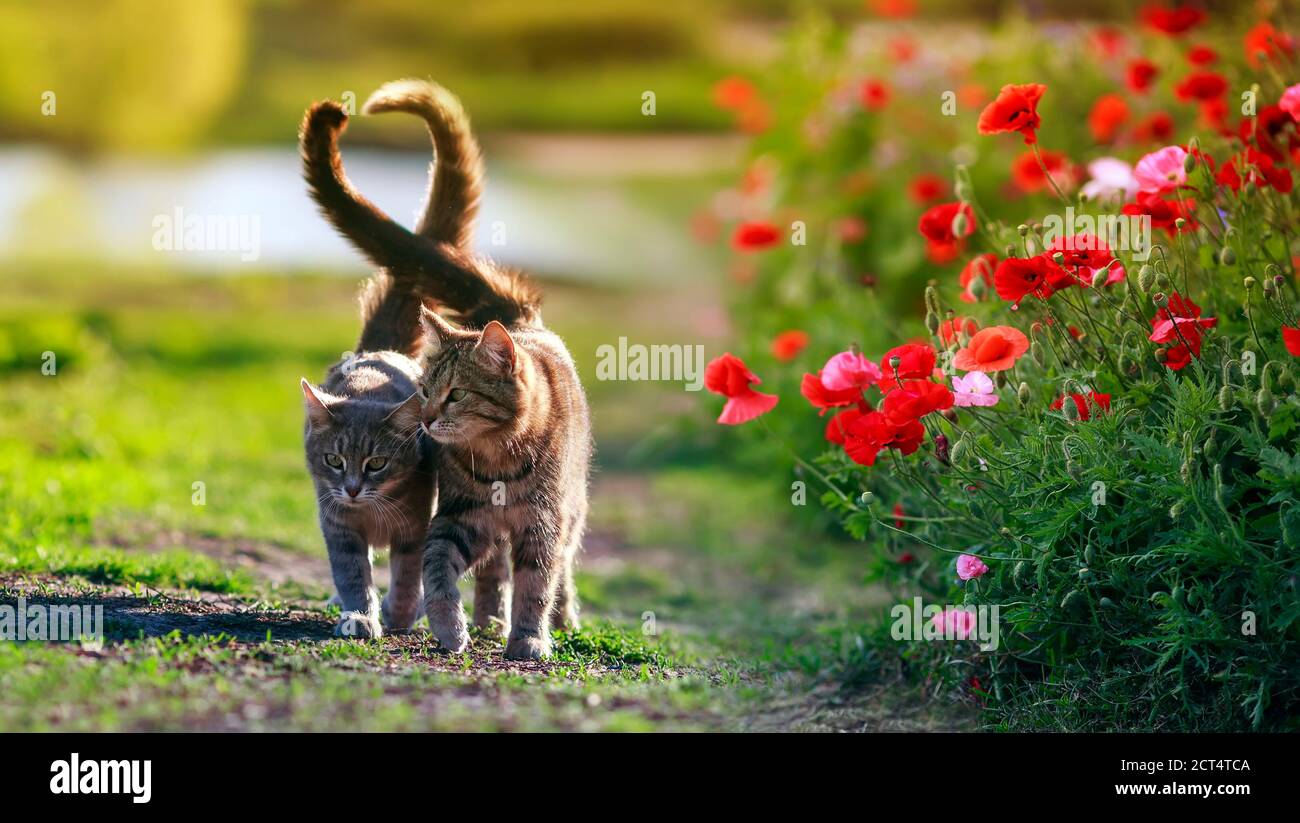 Zwei liebevolle Katzen gehen in Sunny zwischen den Mohnblumen Sommergarten Stockfoto