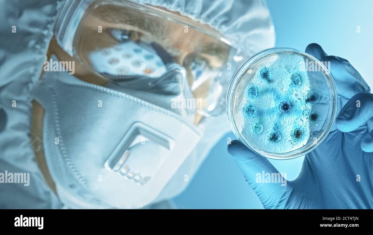 Wissenschaftler mit Atemschutzmaske, Overall und Sicherheitsbrille  betrachtet Petrischalen mit Bakterien, Gewebe und Blutproben. Medizinische  Forschung Stockfotografie - Alamy