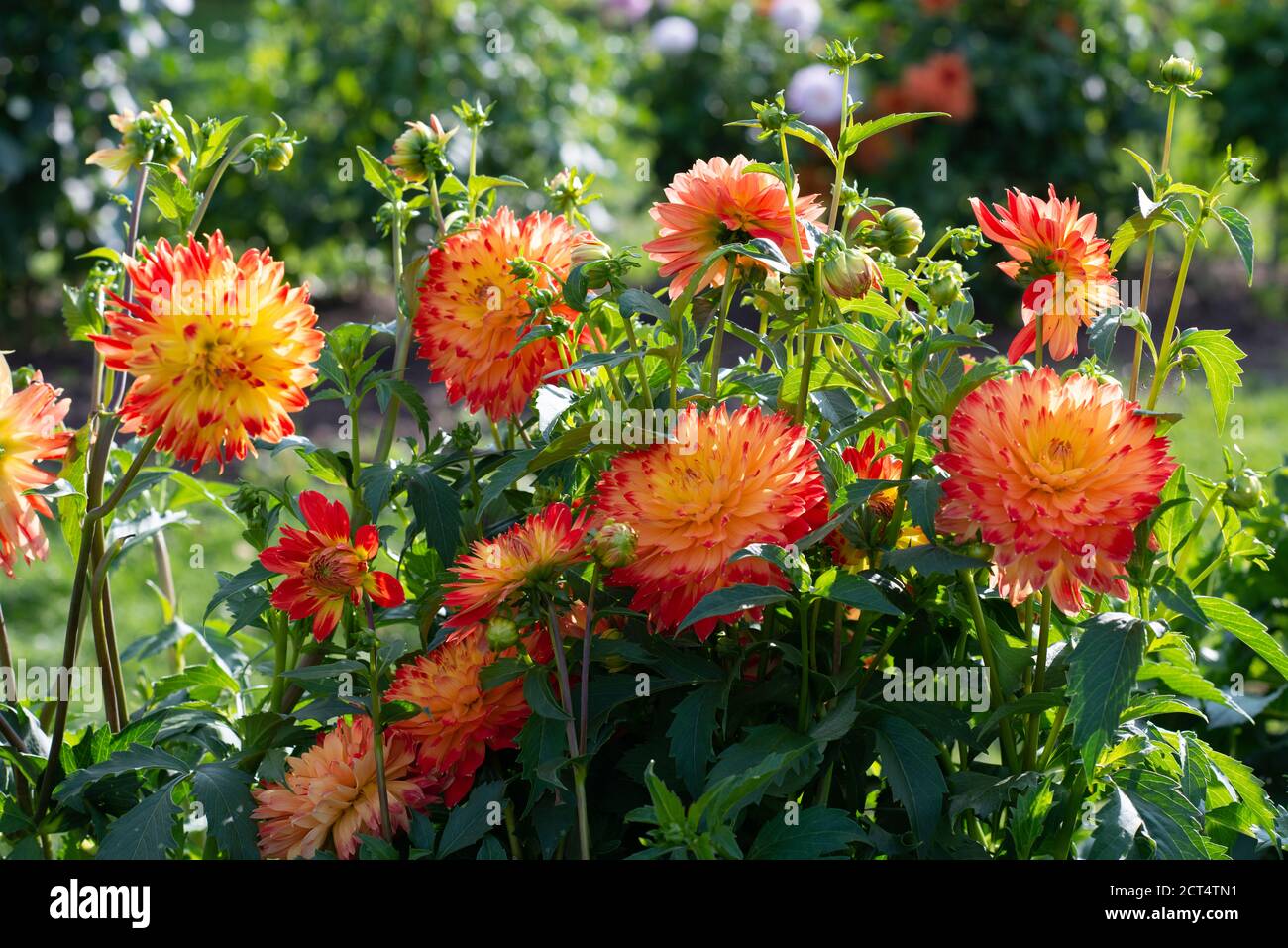 Gelb rot Dahlia Sorte Poga blüht in einem Garten Stockfoto