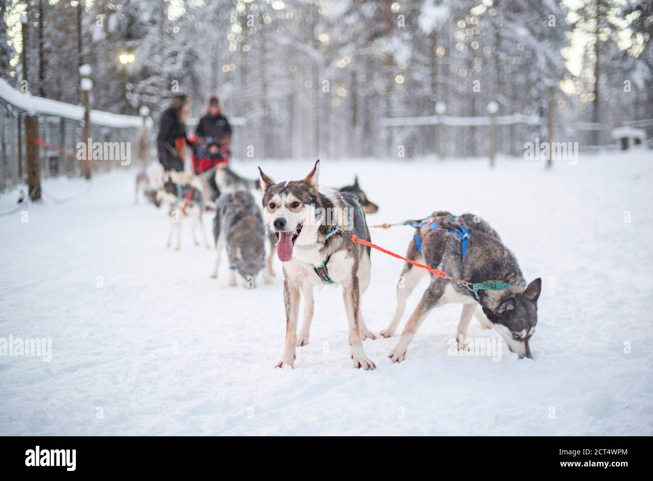 Husky Rodeln, Torassieppi, Lappland, Finnland Stockfoto