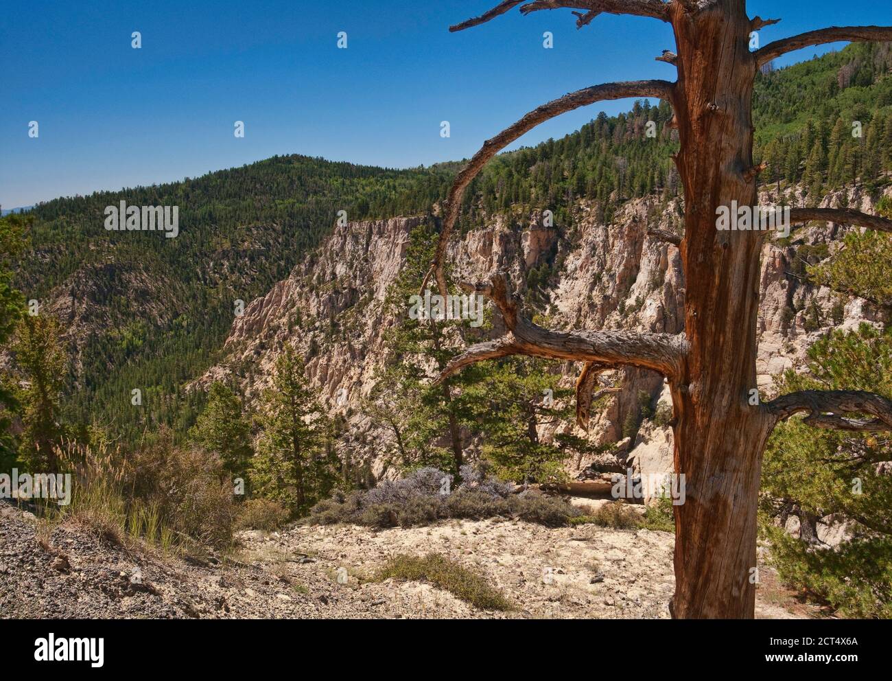Box Death Hollow Wilderness, Blick von der Hells Backbone Road, Colorado Plateau, Utah, USA Stockfoto