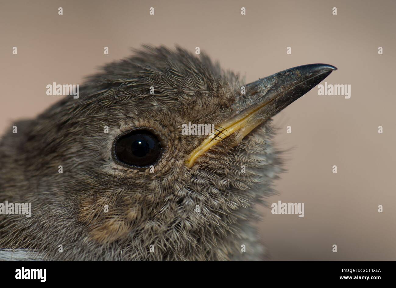 Juveniler Europäischer Rotkehlchen Erithacus rubecula. Integral Natural Reserve von Inagua. Tejeda. Gran Canaria. Kanarische Inseln. Spanien. Stockfoto